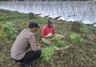 Polsek-Wonoayu-Dampingi-Warga-Sumberejo-Budidaya-Kangkung-di-Lahan-Kosong