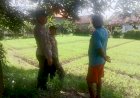 Sat-Binmas-Polresta-Sidoarjo-Dampingi-Warga-Kelola-Pekarangan-Bergizi