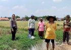 Dukung-Ketahanan-Pangan,-Polsek-Balongbendo-Aktif-Dampingi-Warga