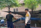 Kapolsek-Taman-Dukung-Program-Ketahanan-Pangan-Melalui-Budidaya-Ikan-Lele-di-Sidoarjo