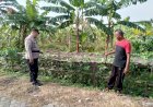 Bhabinkamtibmas-Pangkemiri-Polsek-Tulangan-Lakukan-Pengecekan-Lahan-Sayur-dalam-Program-Ketahanan-Pangan-Bergizi