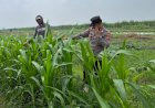 Tanaman-Jagung-di-Desa-Gading-Siap-Panen,-Polisi-dan-Petani-Lakukan-Peninjauan-Ketahanan-Pangan-Bergizi