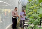 Upaya-Masif-Ketahanan-Pangan,-Tanaman-Melon-Hidroponik-di-Gempol-Klutuk-Berkembang-Pesat