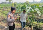 Desa-Tanjungsari-Perkuat-Ketahanan-Pangan-dengan-Program-Penanaman-Pepaya-Bersama-Bhabinkamtibmas