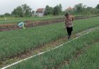 Polisi-Cinta-Petani:-Polresta-Sidoarjo-Dampingi-Warga-Kelola-Pekarangan-Produktif