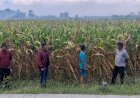 Polsek-Balongbendo-Dukung-Program-Ketahanan-Pangan-Lewat-Pendampingan-Panen-Jagung