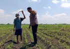 Polsek-Tarik-Gelar-Patroli-Lahan-Jagung-Dukung-Ketahanan-Pangan