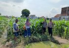 Polsek-Tanggulangin-Bersama-PPL-dan-Gapoktan-Lakukan-Perawatan-Tanaman-Jagung-untuk-Dukung-Ketahanan-Pangan