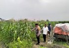 Bhabinkamtibmas-Desa-Gamping-Pantau-Pertumbuhan-Jagung,-Dukung-Program-Ketahanan-Pangan