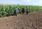 Polisi-Pantau-Perkembangan-Tanaman-Jagung,-Dukung-Program-Ketahanan-Pangan