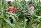 Polsek-Tarik-Patroli-Lahan-Jagung,-Perkuat-Ketahanan-Pangan-Nasional-dan-Swasembada-Pangan-di-Sidoarjo