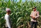 Dukung-Swasembada-Pangan,-Kapolsek-Balongbendo-Cek-Lahan-Jagung-Hibrida-Siap-Panen
