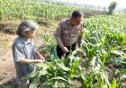 Polsek-Taman-Patroli-Lahan-Jagung-di-Sidoarjo,-Pastikan-Program-Ketahanan-Pangan-Berjalan-Optimal