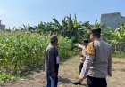 Genjot-Pekarangan-Pangan-Bergizi,-Polsek-Sedati-Sidoarjo-Targetkan-Lahan-Jagung-Desa-Betro-Sukses