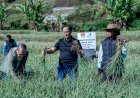 Satgas-Pangan-Polri-Perkuat-Swasembada-Bawang-Putih,-Lahan-Tanam-di-Sembalun-Capai-534-Hektare