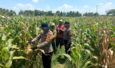 Polresta-Sidoarjo-Dorong-Swasembada-Pangan,-Lahan-Jagung-di-Balongbendo-Siap-Panen