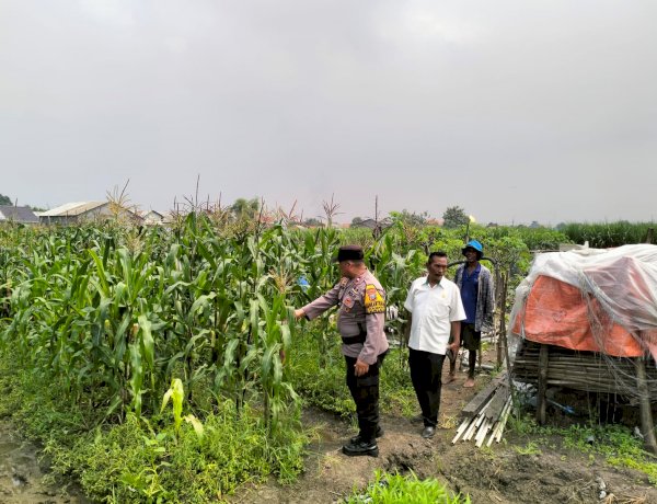 Bhabinkamtibmas Desa Gamping Pantau Pertumbuhan Jagung, Dukung Program Ketahanan Pangan