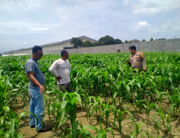 Polsek Prambon Dampingi Petani Kontrol Tanaman Jagung, Antisipasi Serangan Hama Ulat