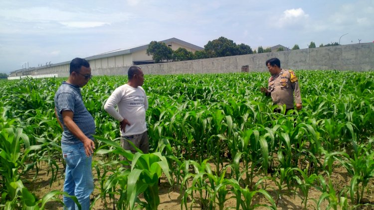 Polsek-Prambon-Dampingi-Petani-Kontrol-Tanaman-Jagung,-Antisipasi-Serangan-Hama-Ulat