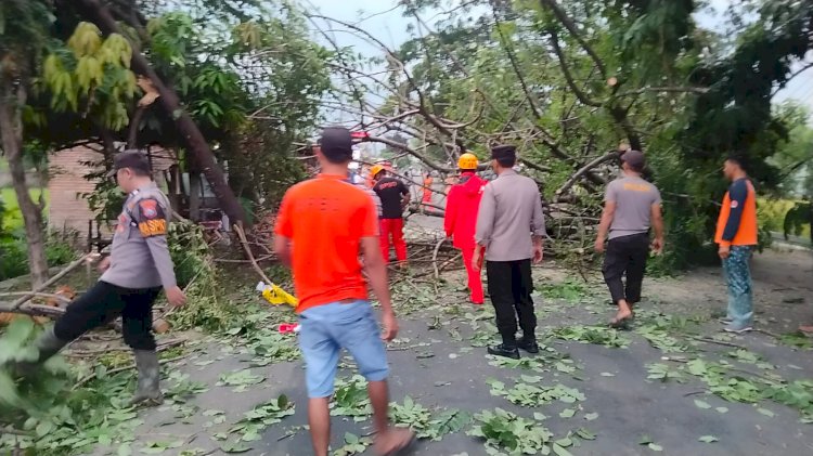 Gercep Polisi Bersama Warga Tangani Pohon Tumbang Akses Jalan Raya di Magetan Kembali Lancar