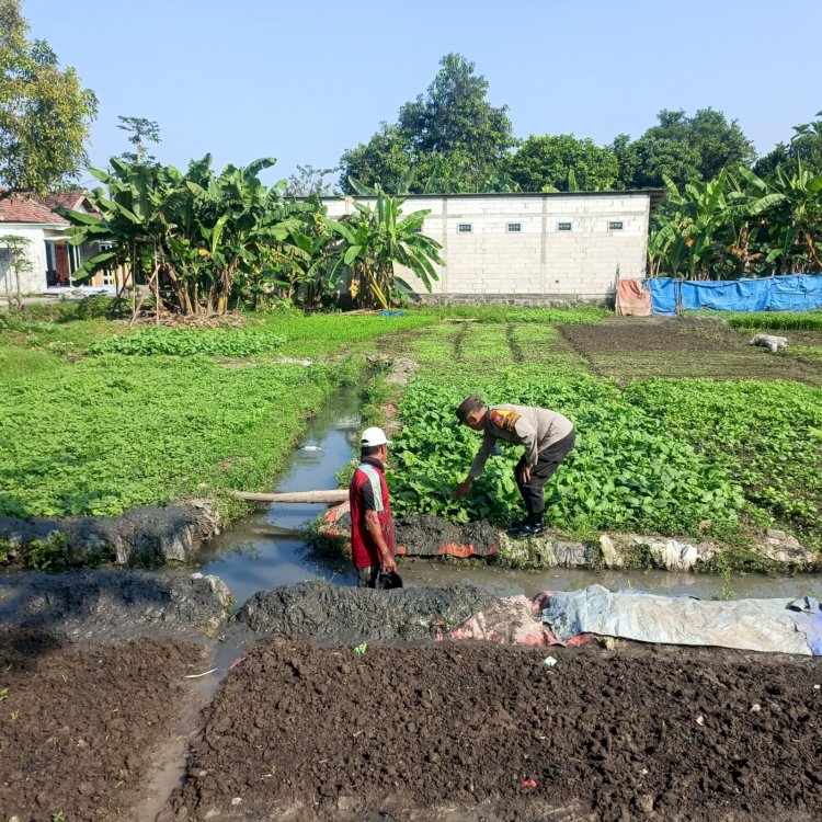 Warga Desa Semambung Wonoayu Sulap Lahan Kosong Jadi Kebun Sayur, Dukung Program Ketahanan Pangan