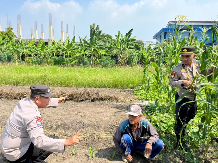 Polsek Sedati Optimis Pengelolaan Lahan Jagung Berhasil Dukung Ketahanan Pangan